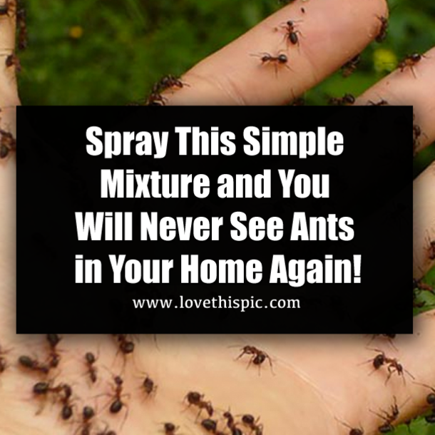Spray This Simple Mixture and You Will Never See Ants in Your Home Again!