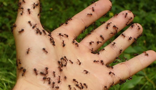 Spray This Simple Mixture and You Will Never See Ants in Your Home Again! - picture 2