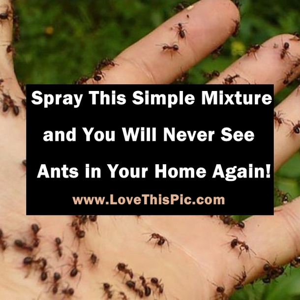 Spraying This Easy To Make Mixture In Your Home Will Keep Ants Out Forever!