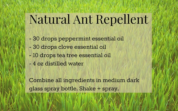 Spraying This Easy To Make Mixture In Your Home Will Keep Ants Out Forever! - picture 2