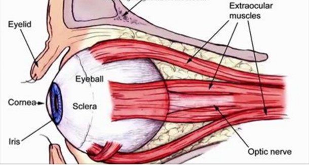 Start Eating These 7 Foods Every Day And Watch Your Eyesight Improve - picture 2