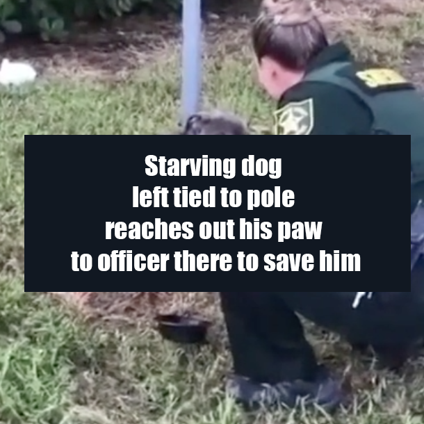 Starving dog left tied to pole reaches out his paw to officer there to save him