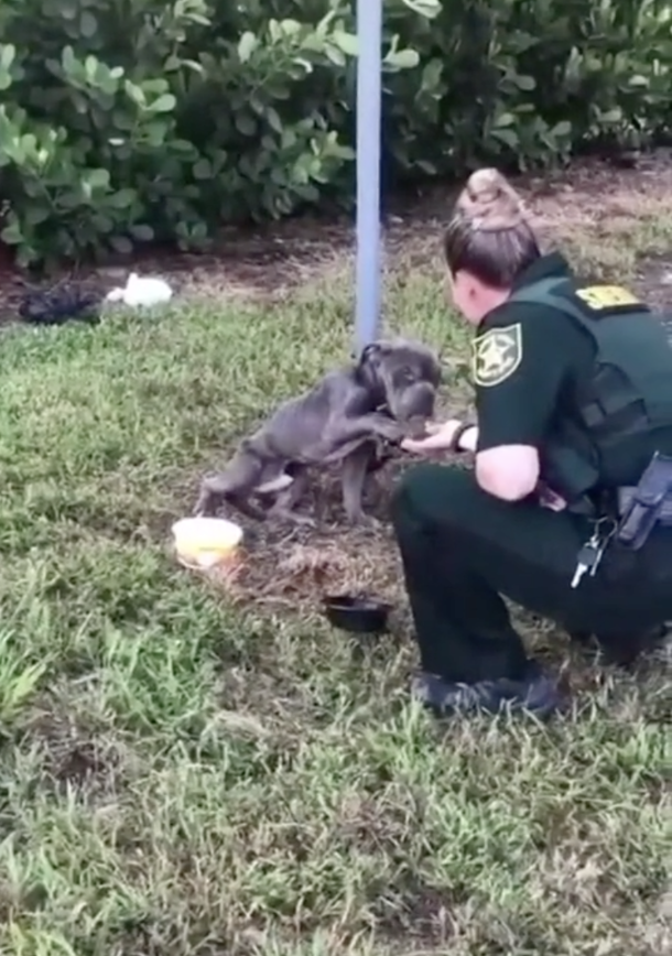 Starving dog left tied to pole reaches out his paw to officer there to save him - picture 2