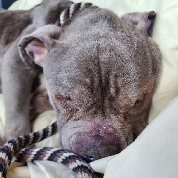 Starving dog left tied to pole reaches out his paw to officer there to save him - picture 3