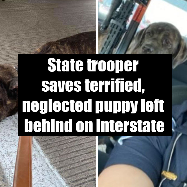 State trooper saves terrified, neglected puppy left behind on interstate