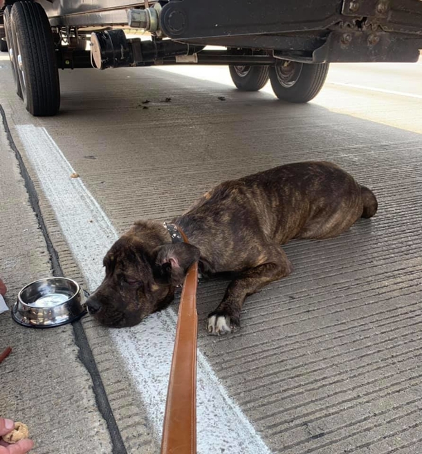 State trooper saves terrified, neglected puppy left behind on interstate - picture 2