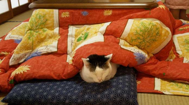 Stay Warm This Winter: This New Japanese Invention Is The Perfect Excuse Not To Get Out Of Bed - picture 4