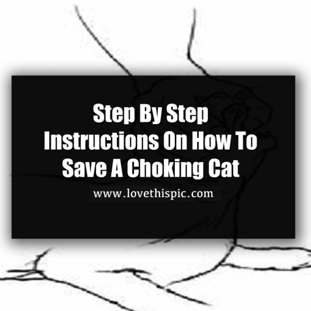 Step By Step Instructions On How To Save A Choking Cat