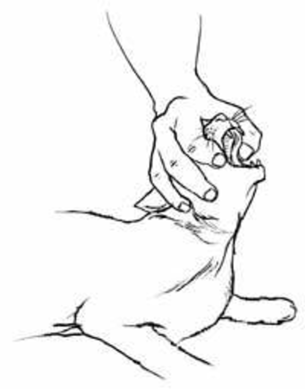 Step By Step Instructions On How To Save A Choking Cat - picture 2