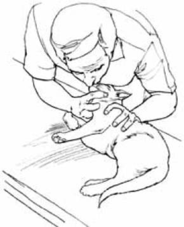 Step By Step Instructions On How To Save A Choking Cat - picture 3
