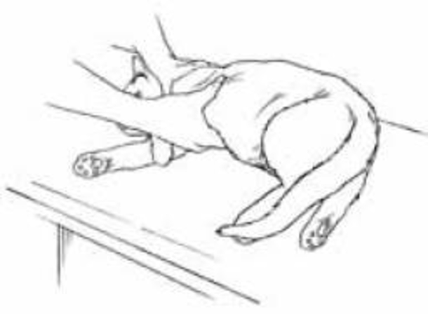 Step By Step Instructions On How To Save A Choking Cat - picture 4
