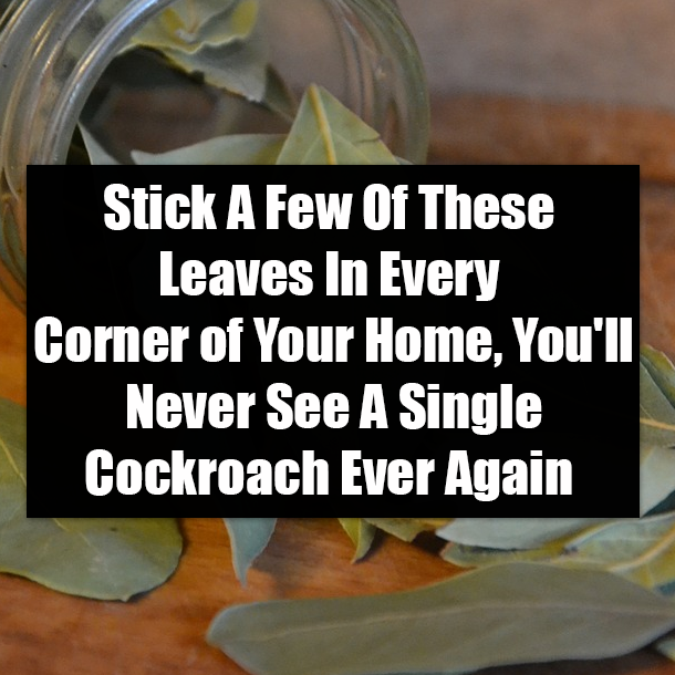 Stick A Few Of These Leaves In Every Corner of Your Home, You'll Never See A Single Cockroach Ever Again