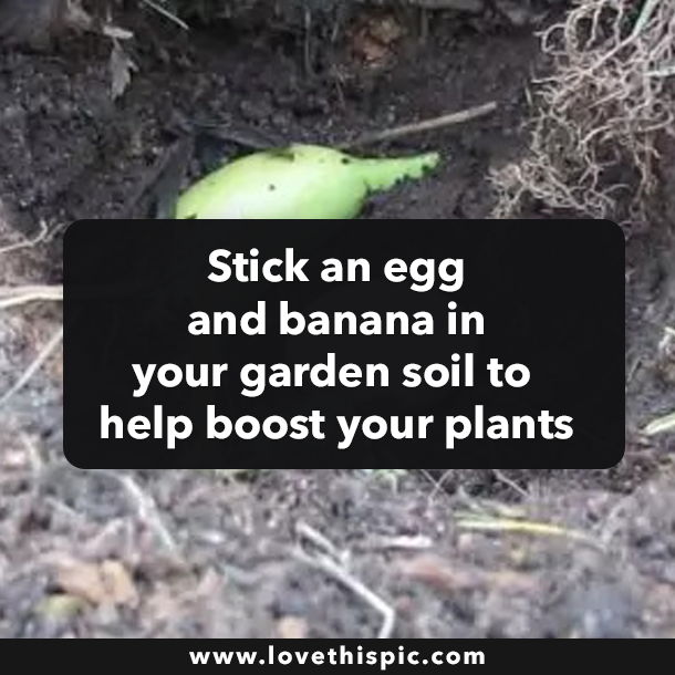 Stick an egg and banana in your garden soil to help boost your plants