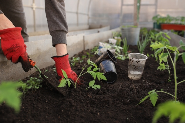 Stick an egg and banana in your garden soil to help boost your plants - picture 3