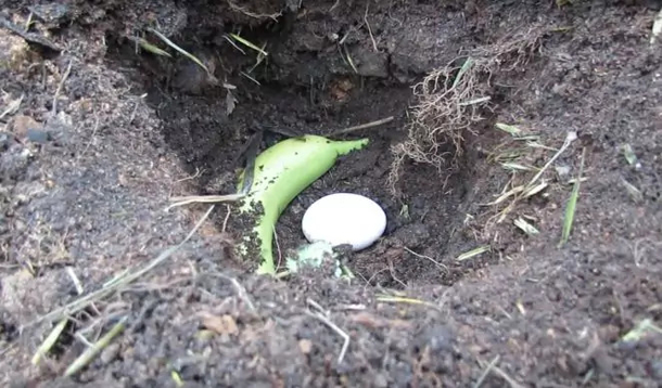 Stick an egg and banana in your garden soil to help boost your plants - picture 4