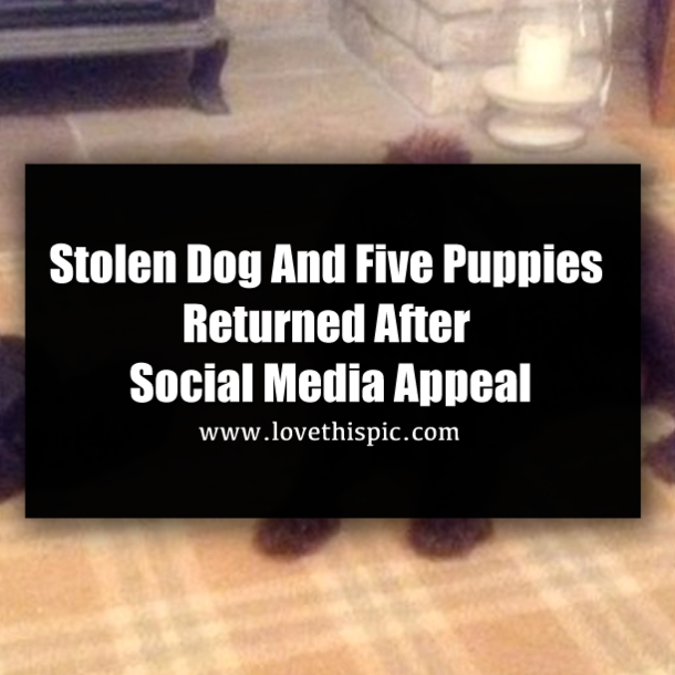 Stolen Dog And Five Puppies Returned After Social Media Appeal