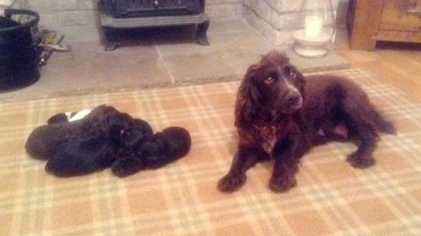 Stolen Dog And Five Puppies Returned After Social Media Appeal - picture 2