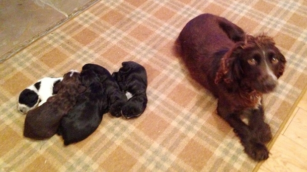 Stolen Dog And Five Puppies Returned After Social Media Appeal - picture 3