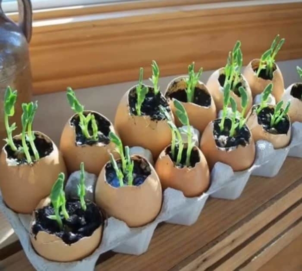 Stop! Before You Toss Those Eggshells, Discover Why You'll Never Want to Waste Them Again! - picture 2