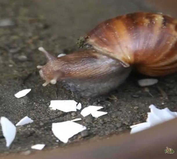 Stop! Before You Toss Those Eggshells, Discover Why You'll Never Want to Waste Them Again! - picture 3