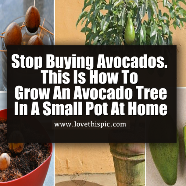 Stop Buying Avocados. This Is How To Grow An Avocado Tree In A Small Pot At Home