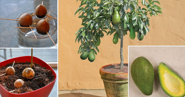 Stop Buying Avocados. This Is How To Grow An Avocado Tree In A Small Pot At Home - picture 2