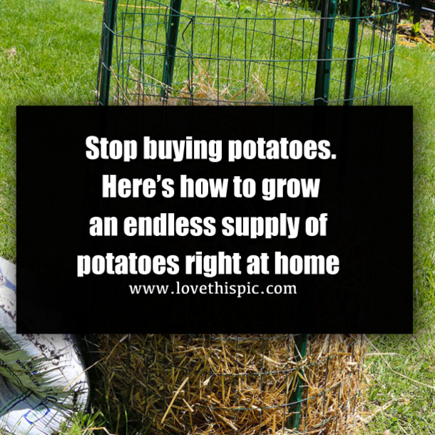 Stop buying potatoes. Here’s how to grow an endless supply of potatoes right at home