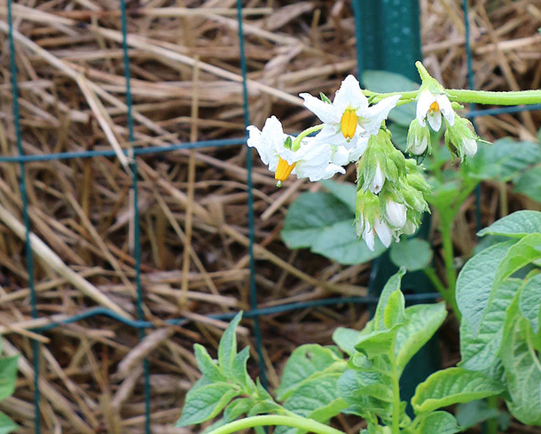 Stop buying potatoes. Here’s how to grow an endless supply of potatoes right at home - picture 10