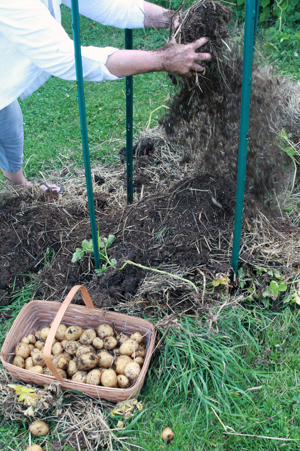 Stop buying potatoes. Here’s how to grow an endless supply of potatoes right at home - picture 11