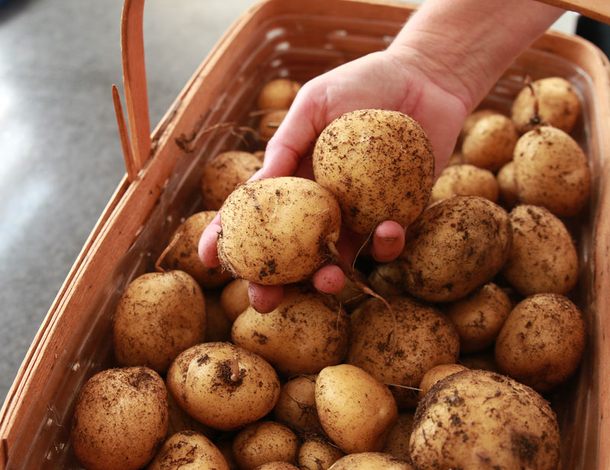 Stop buying potatoes. Here’s how to grow an endless supply of potatoes right at home - picture 12