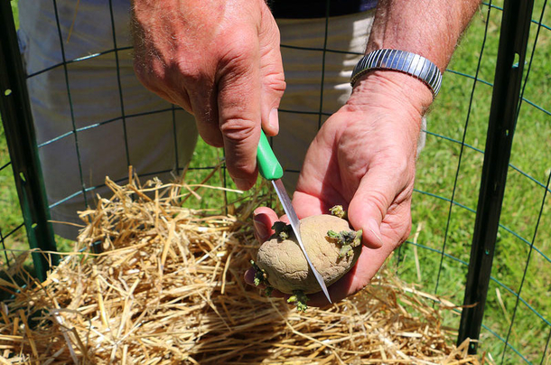 Stop buying potatoes. Here’s how to grow an endless supply of potatoes right at home - picture 2