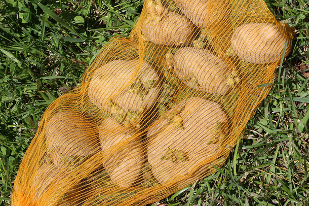 Stop buying potatoes. Here’s how to grow an endless supply of potatoes right at home - picture 3