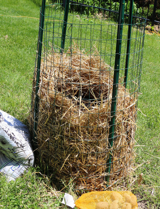 Stop buying potatoes. Here’s how to grow an endless supply of potatoes right at home - picture 6