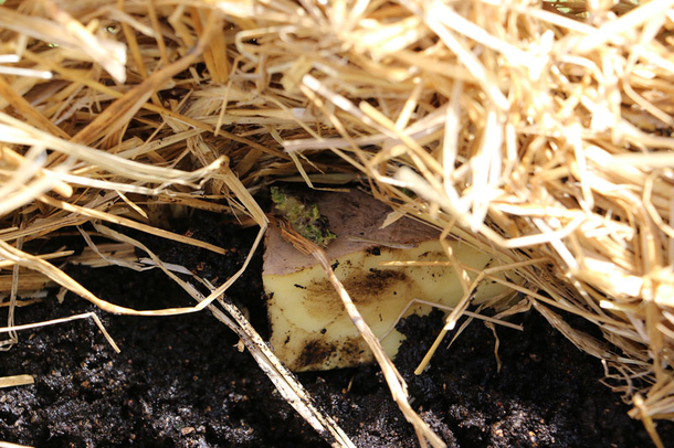 Stop buying potatoes. Here’s how to grow an endless supply of potatoes right at home - picture 8