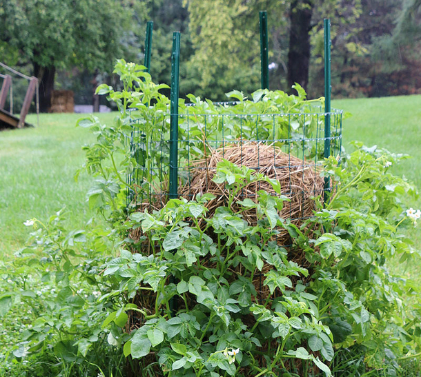 Stop buying potatoes. Here’s how to grow an endless supply of potatoes right at home - picture 9