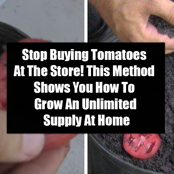 Stop Buying Tomatoes At The Store! This Method Shows You How To Grow An Unlimited Supply At Home