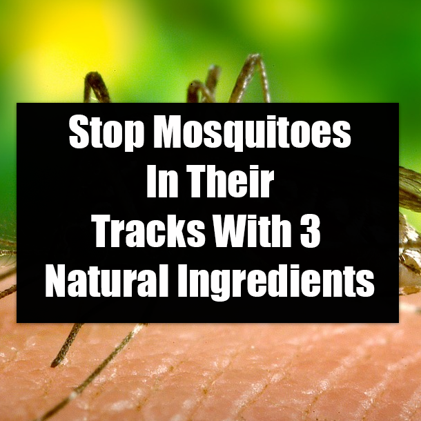 Stop Mosquitoes In Their Tracks With 3 Natural Ingredients