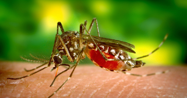Stop Mosquitoes In Their Tracks With 3 Natural Ingredients - picture 2