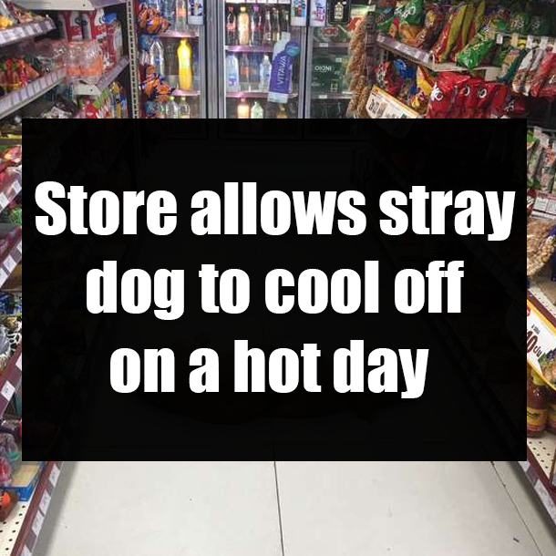Store allows stray dog to cool off on a hot day