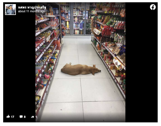 Store allows stray dog to cool off on a hot day - picture 3
