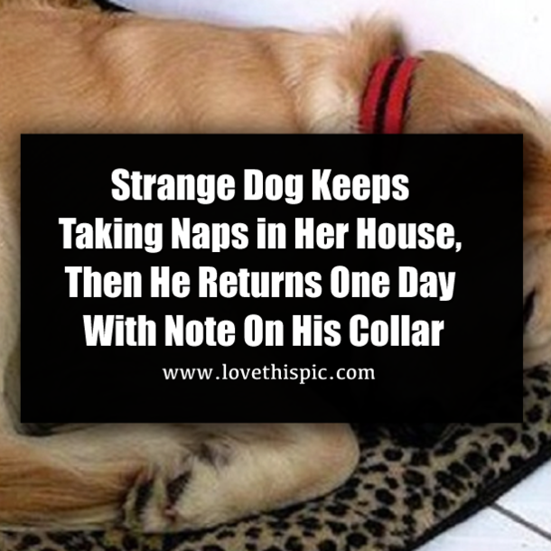 Strange Dog Keeps Taking Naps in Her House, Then He Returns One Day With Note On His Collar