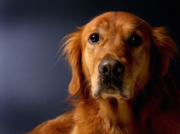 Strange Dog Keeps Taking Naps in Her House, Then He Returns One Day With Note On His Collar - picture 2
