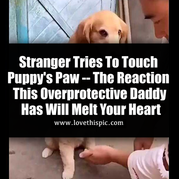 Stranger Tries To Touch Puppy's Paw -- The Reaction This Overprotective Daddy Has Will Melt Your Heart