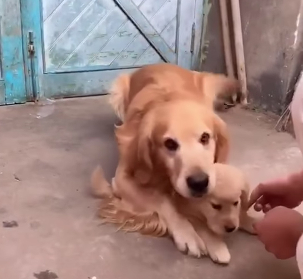 Stranger Tries To Touch Puppy's Paw -- The Reaction This Overprotective Daddy Has Will Melt Your Heart - picture 2