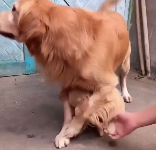 Stranger Tries To Touch Puppy's Paw -- The Reaction This Overprotective Daddy Has Will Melt Your Heart - picture 3