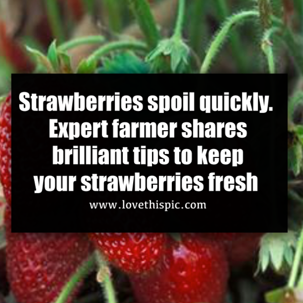 Strawberries spoil quickly. Expert farmer shares brilliant tips to keep your strawberries fresh