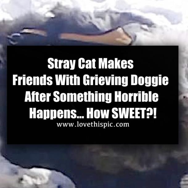 Stray Cat Makes Friends With Grieving Doggie After Something Horrible Happens… How SWEET?!