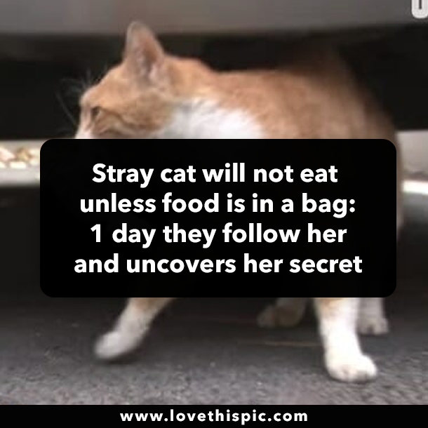 Stray cat will not eat unless food is in a bag: 1 day they follow her and uncovers her secret