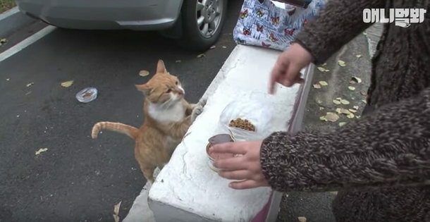 Stray cat will not eat unless food is in a bag: 1 day they follow her and uncovers her secret - picture 2