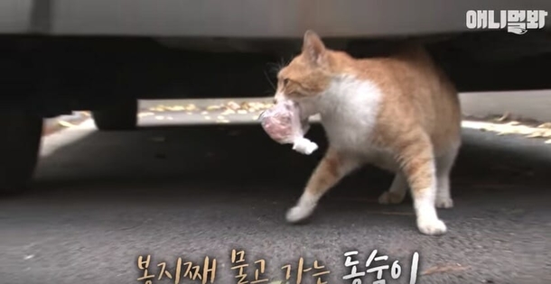 Stray cat will not eat unless food is in a bag: 1 day they follow her and uncovers her secret - picture 3